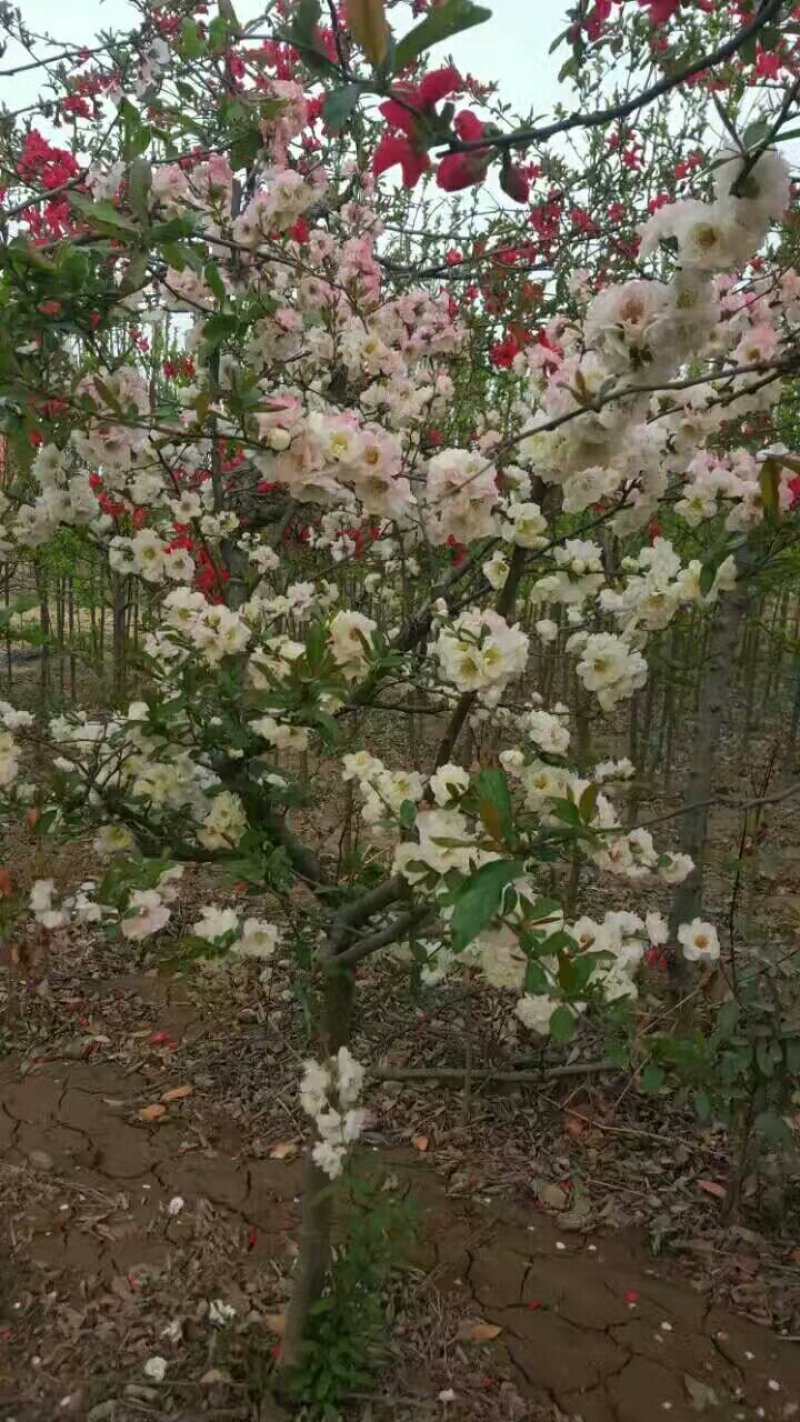 木瓜苗，木瓜苗开花，木瓜苗结果