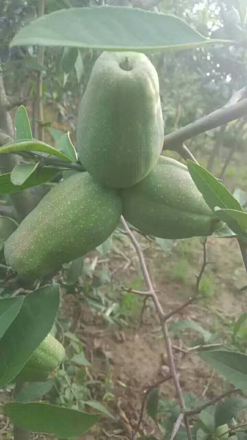 木瓜苗，木瓜苗开花，木瓜苗结果