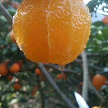 奉节脐橙～诚招代理一件代发~礼盒园虹春节前后好礼