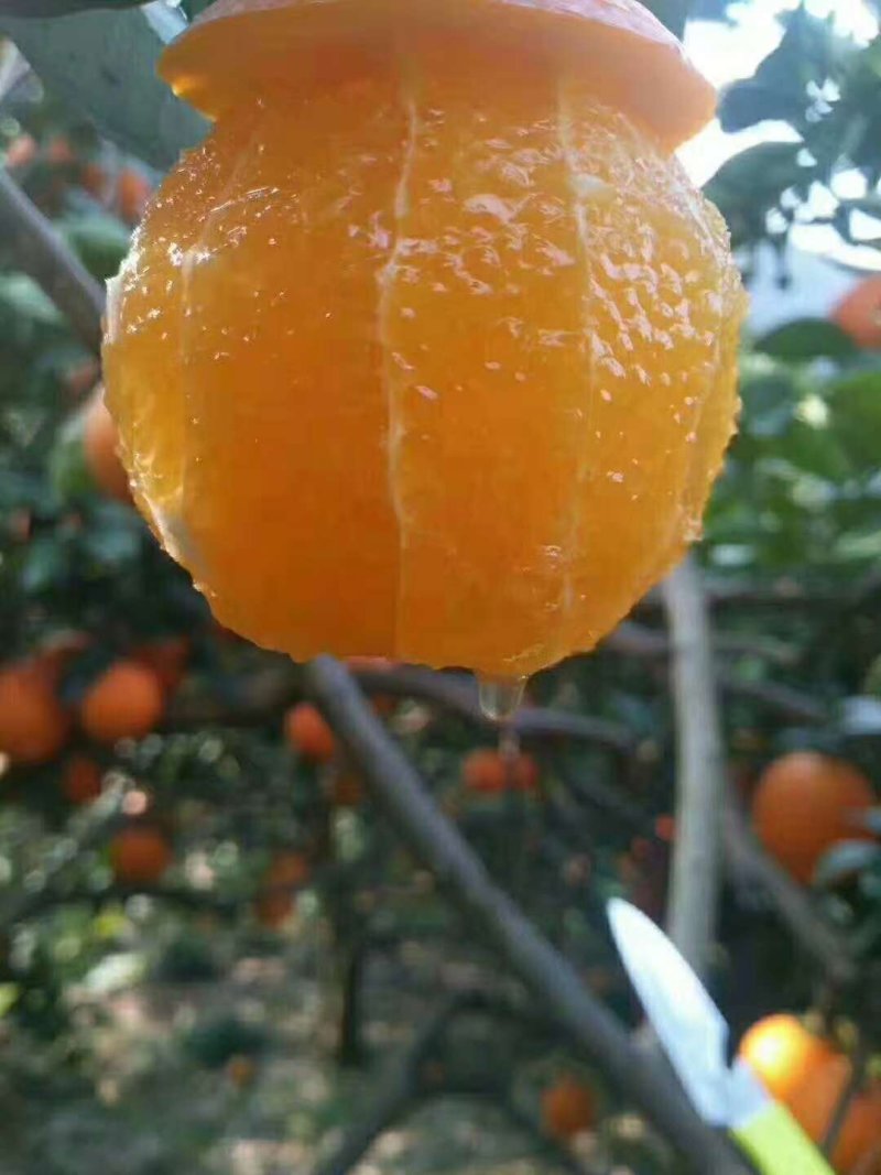 奉节脐橙～诚招代理一件代发~礼盒园虹春节前后好礼