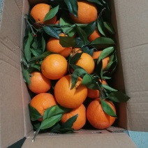 奉节纽荷尔脐橙优质长虹长期供应，早熟，果味青香