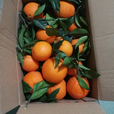 奉节纽荷尔脐橙优质长虹长期供应，早熟，果味青香
