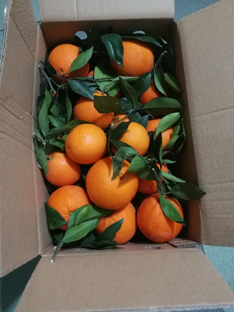 奉节纽荷尔脐橙优质长虹长期供应，早熟，果味青香