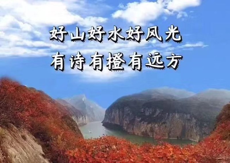 纯甜~诚招代理一件代发~奉节脐橙鲜果，多汁少洛