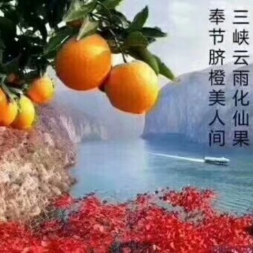 纯甜~诚招代理一件代发~奉节脐橙鲜果，多汁少洛