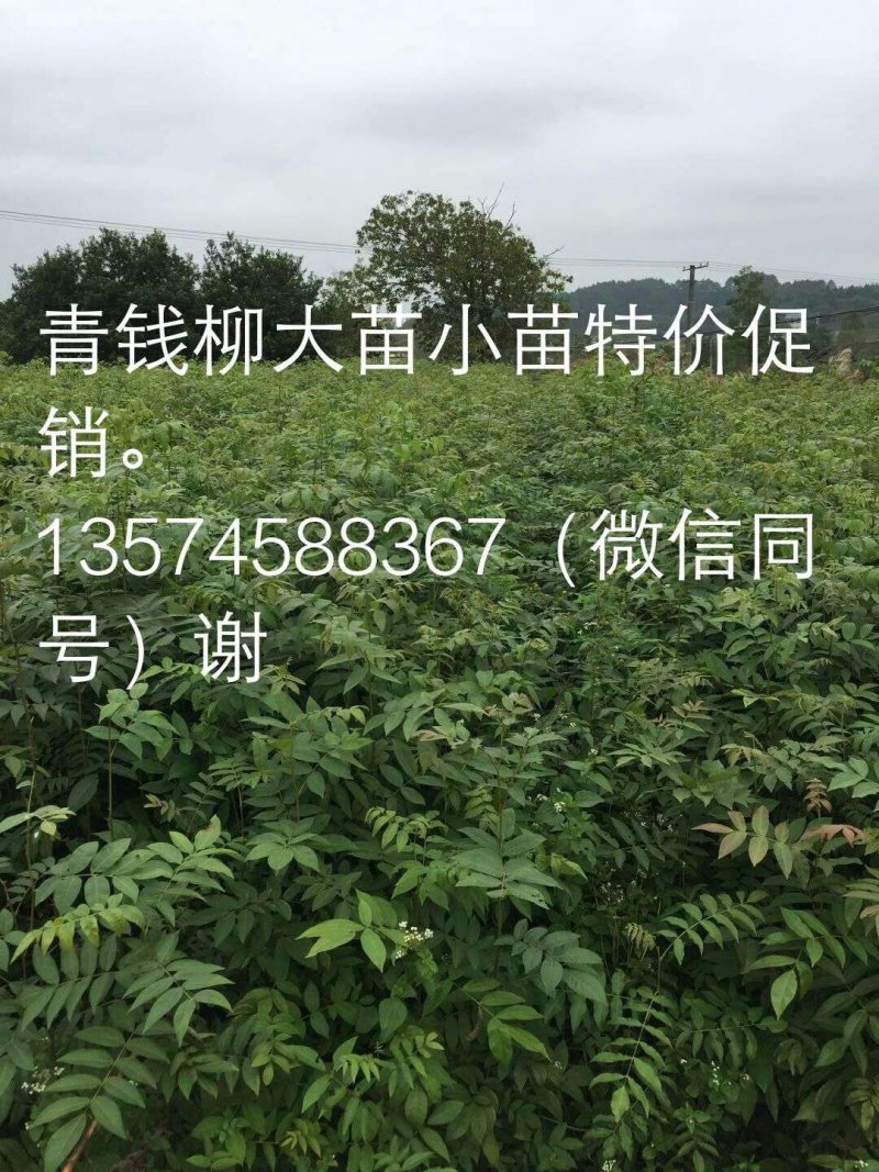 青钱柳一年苗基地直供