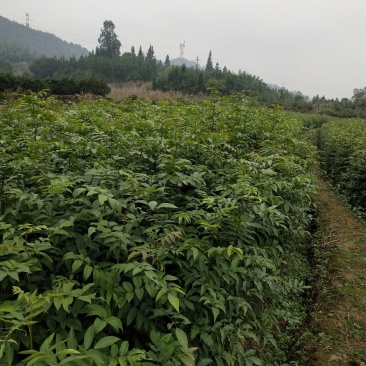 青钱柳一年苗基地直供