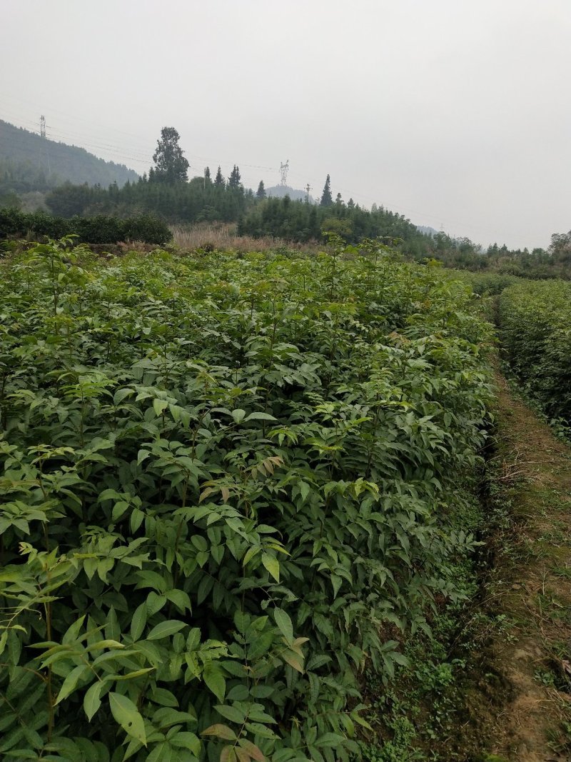青钱柳一年苗基地直供