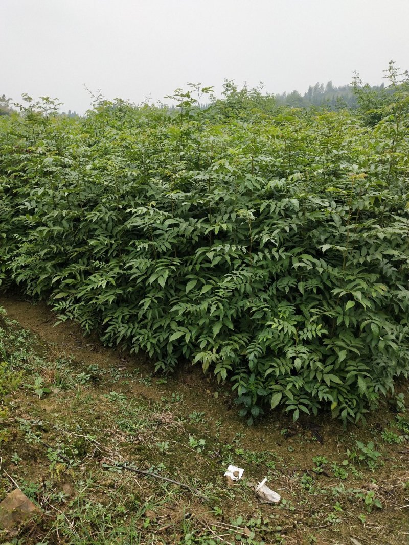 青钱柳一年苗基地直供