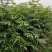 青钱柳一年苗基地直供