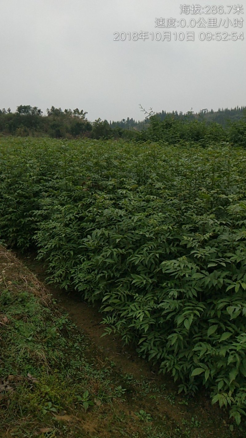 青钱柳一年苗基地直供