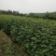 青钱柳一年苗基地直供
