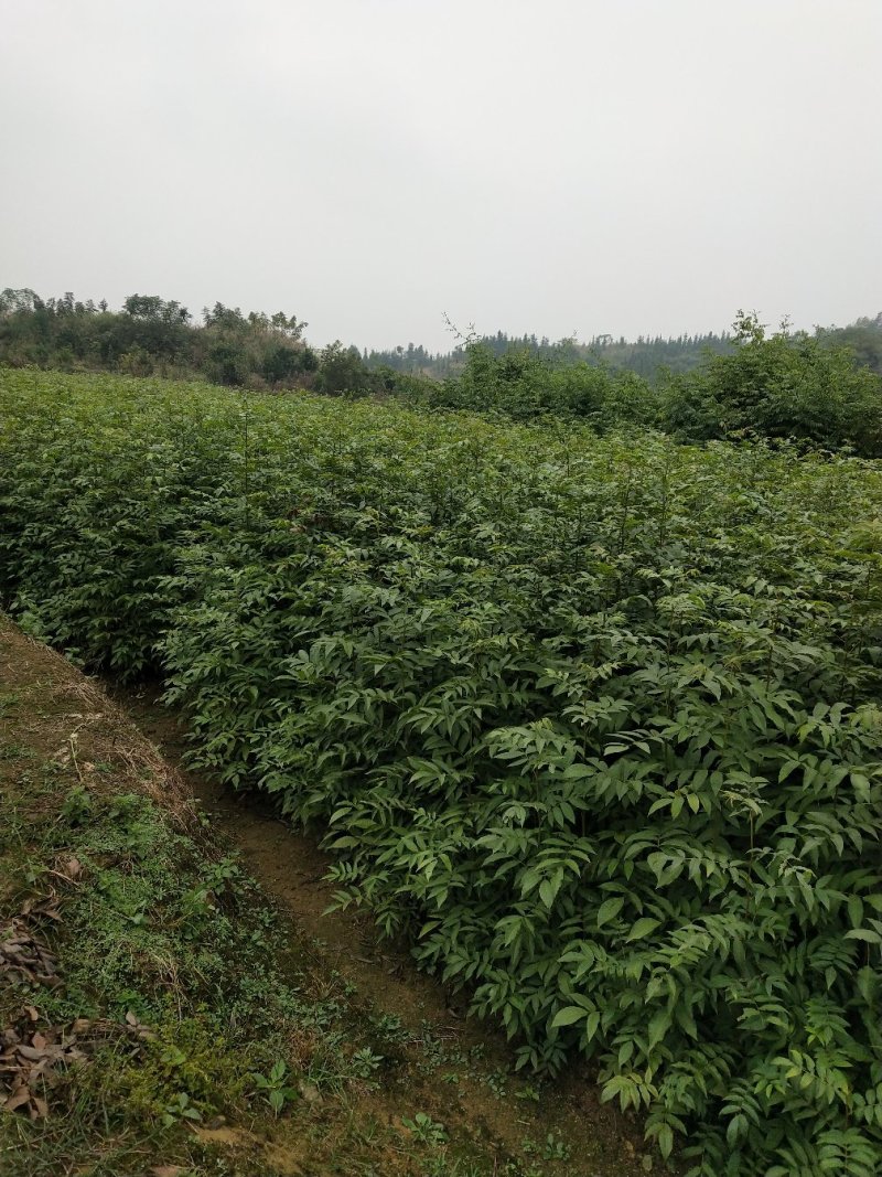 青钱柳一年苗基地直供