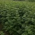 青钱柳一年苗基地直供