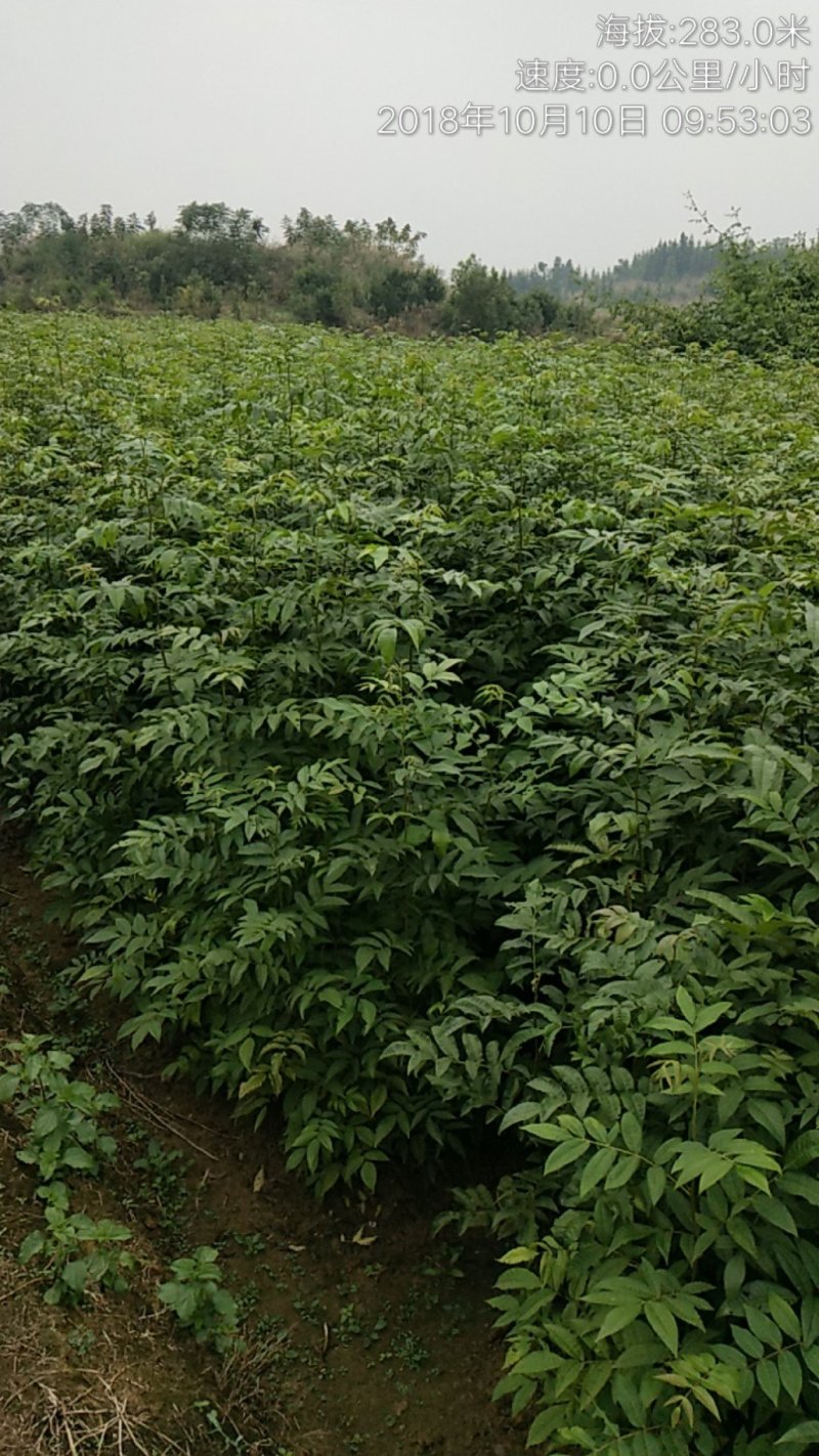 青钱柳一年苗基地直供