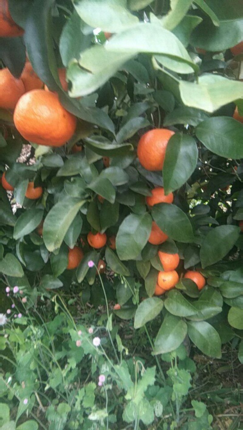 沙糖桔