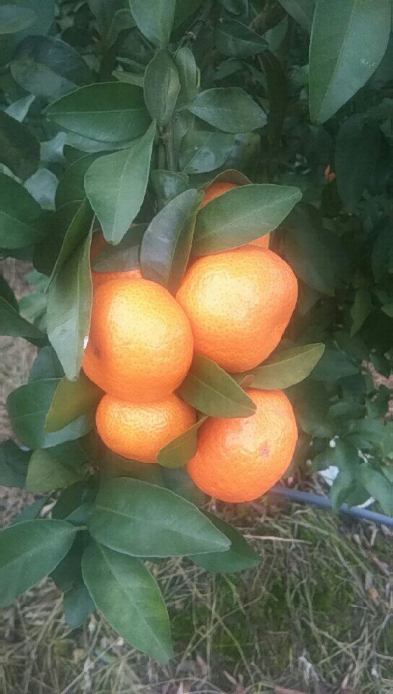 沙糖桔