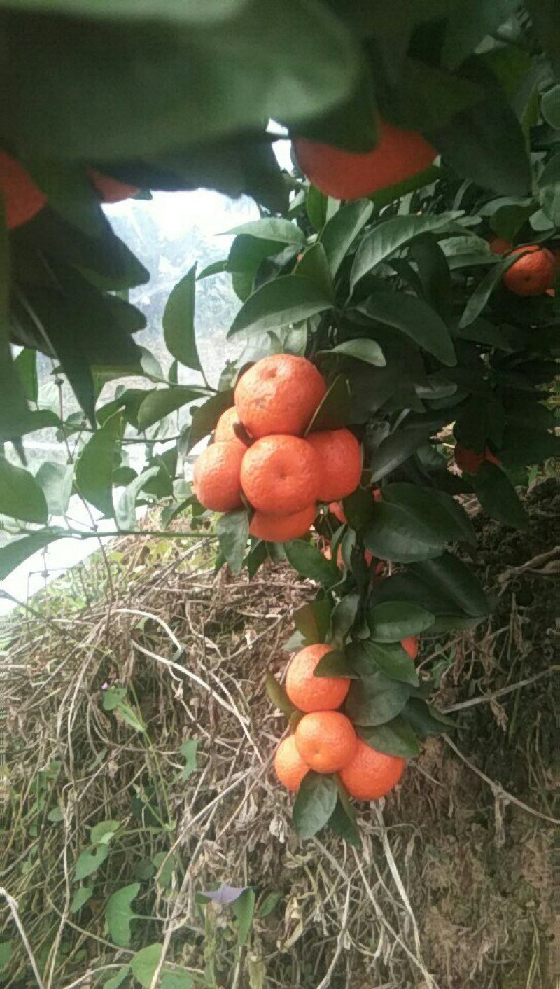 沙糖桔