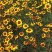 蛇目菊波斯菊金鸡菊紫花地丁等等各种草花50一公斤