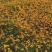 蛇目菊波斯菊金鸡菊紫花地丁等等各种草花50一公斤