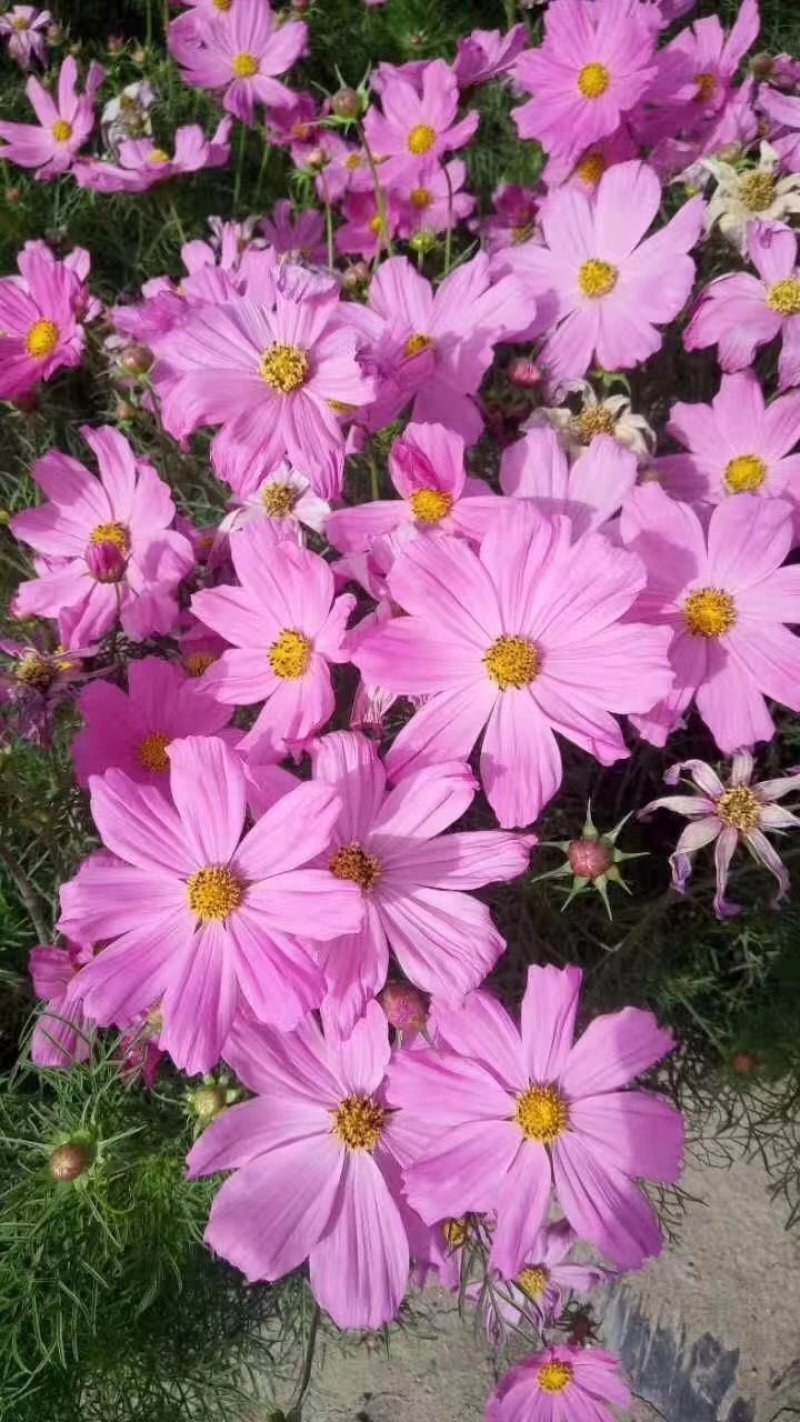 蛇目菊波斯菊金鸡菊紫花地丁等等各种草花50一公斤
