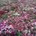 蛇目菊波斯菊金鸡菊紫花地丁等等各种草花50一公斤