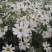 蛇目菊波斯菊金鸡菊紫花地丁等等各种草花50一公斤