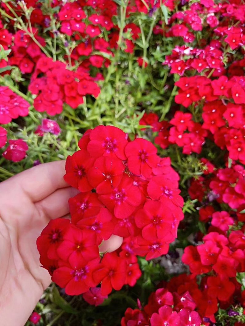 蛇目菊波斯菊金鸡菊紫花地丁等等各种草花50一公斤