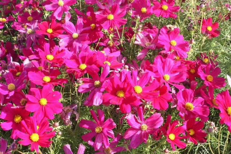蛇目菊波斯菊金鸡菊紫花地丁等等各种草花50一公斤