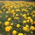 蛇目菊波斯菊金鸡菊紫花地丁等等各种草花50一公斤