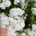蛇目菊波斯菊金鸡菊紫花地丁等等各种草花50一公斤