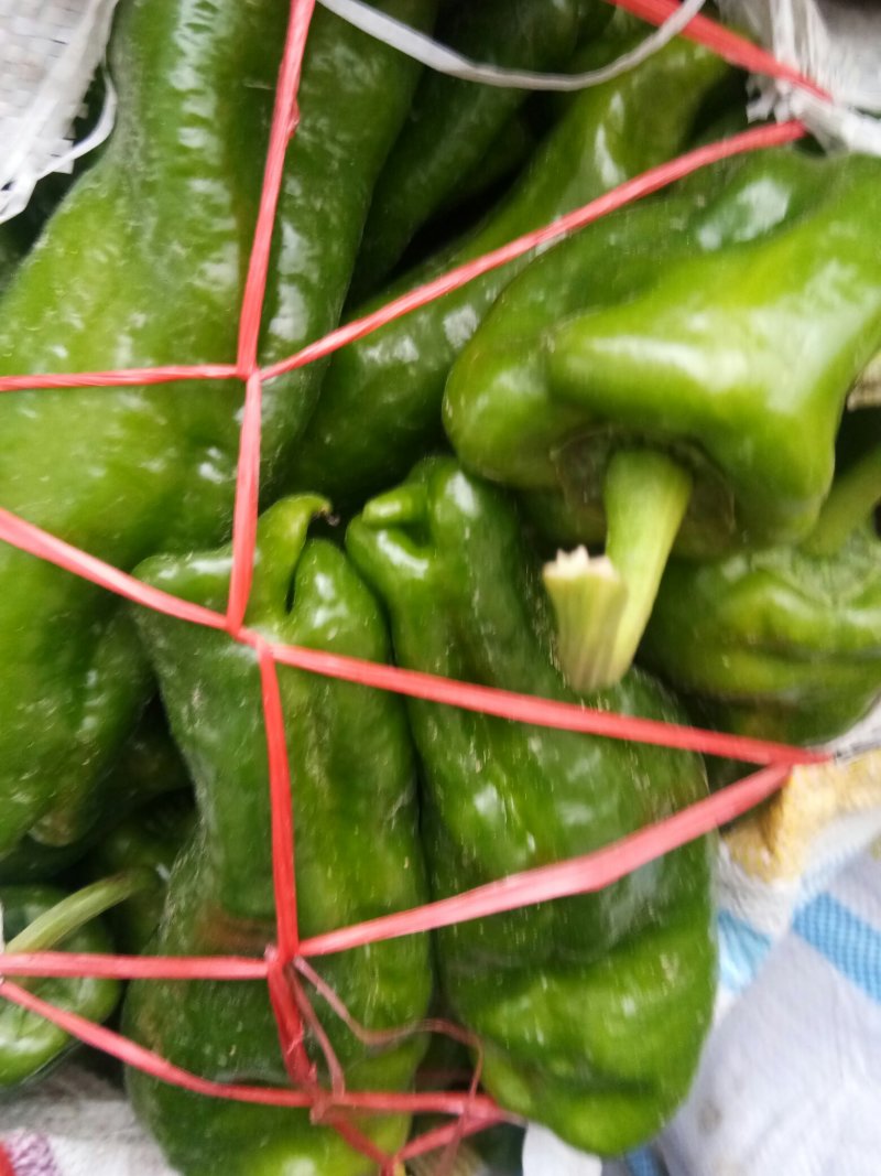 大青椒，口感微辣，个大15~20厘米，现摘的，对接电商