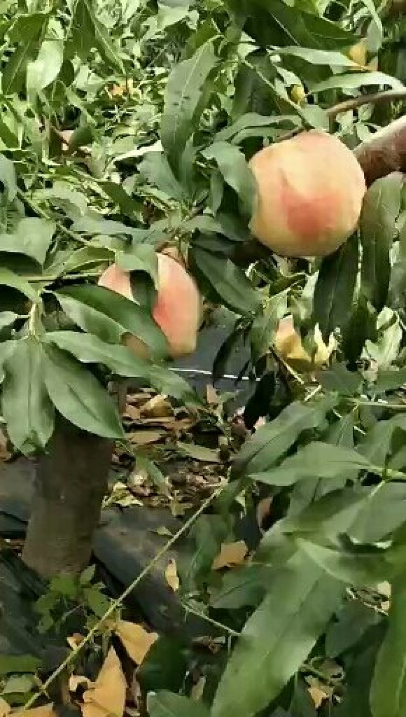 临沂山楂苗