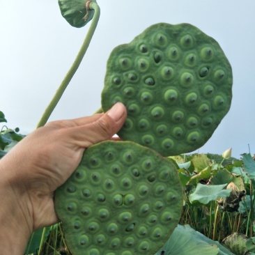 基地批发鲜食莲子莲蓬藕专结莲子