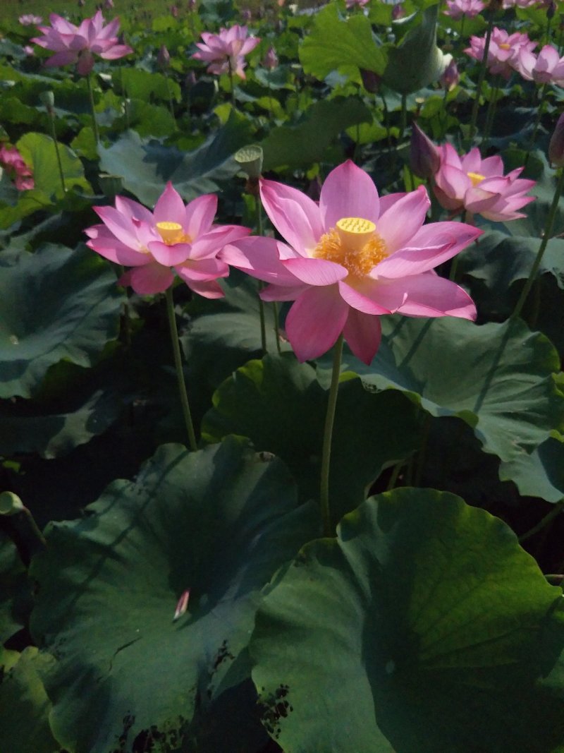 基地批发鲜食莲子莲蓬藕专结莲子