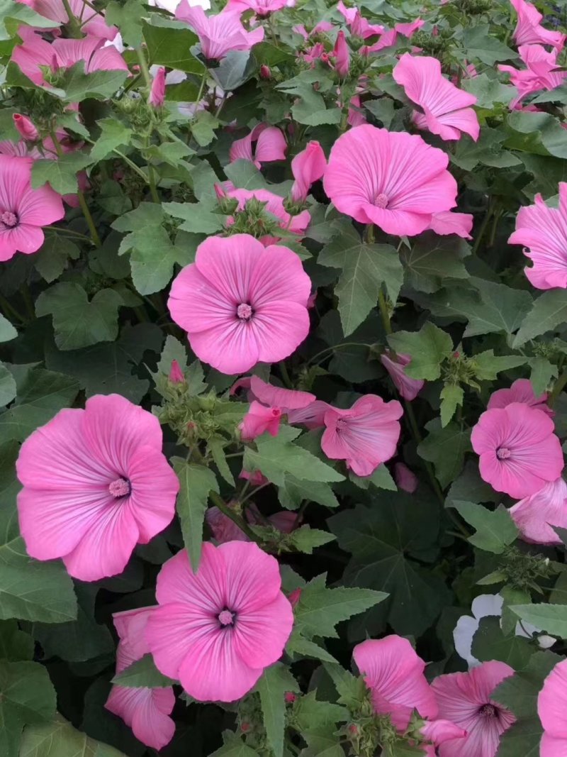 二月兰矮生重辫，紫松果菊等各种草花草籽均有绿化苗木色块