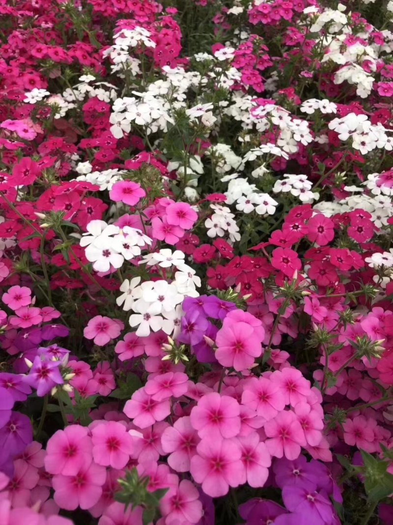 二月兰矮生重辫，紫松果菊等各种草花草籽均有绿化苗木色块