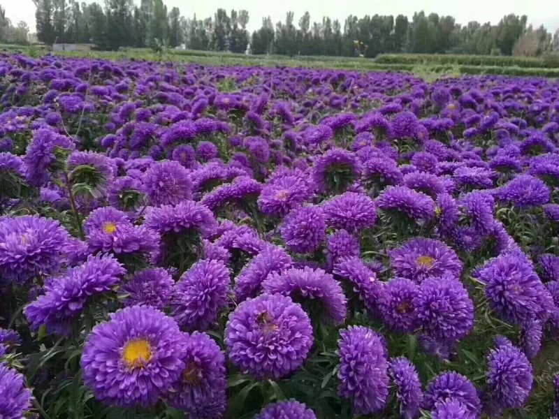 二月兰矮生重辫，紫松果菊等各种草花草籽均有绿化苗木色块