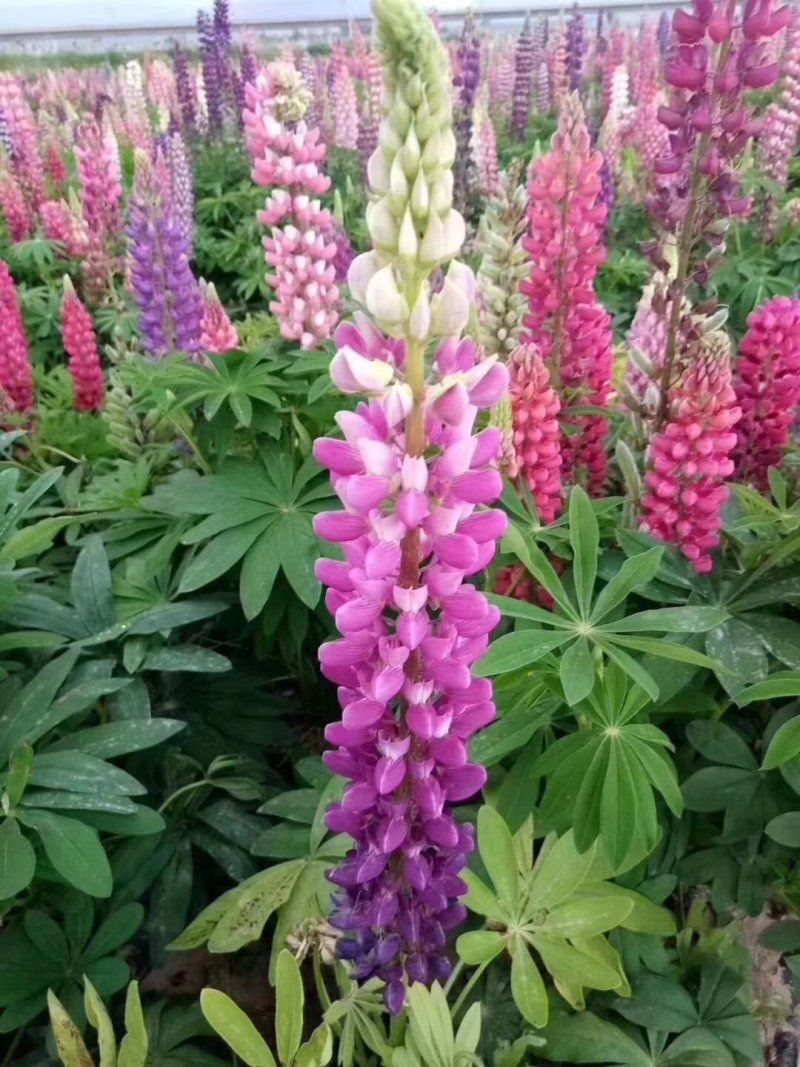 二月兰矮生重辫，紫松果菊等各种草花草籽均有绿化苗木色块