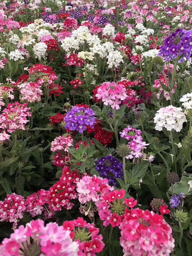 二月兰矮生重辫，紫松果菊等各种草花草籽均有绿化苗木色块