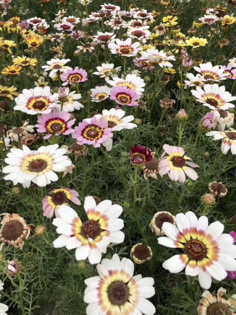 二月兰矮生重辫，紫松果菊等各种草花草籽均有绿化苗木色块