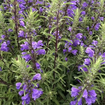 二月兰矮生重辫，紫松果菊等各种草花草籽均有绿化苗木色块