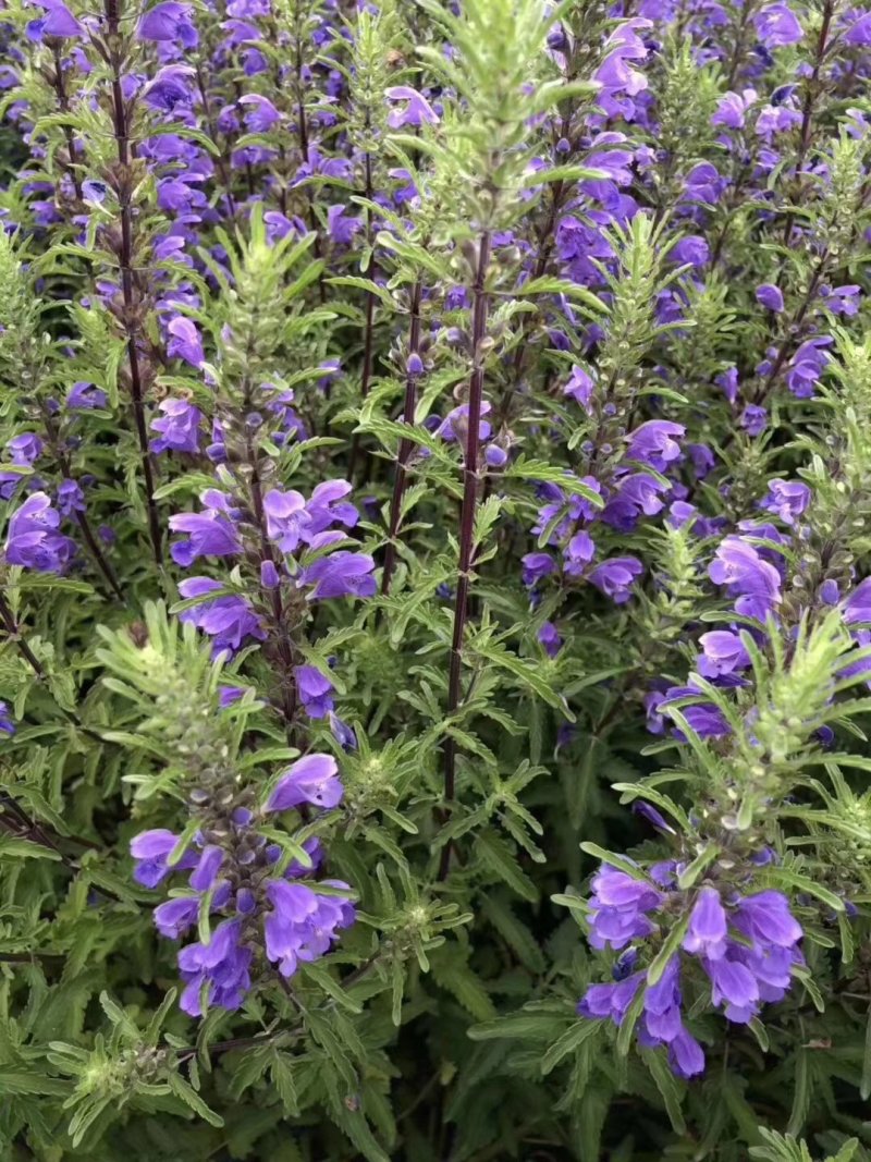 二月兰矮生重辫，紫松果菊等各种草花草籽均有绿化苗木色块