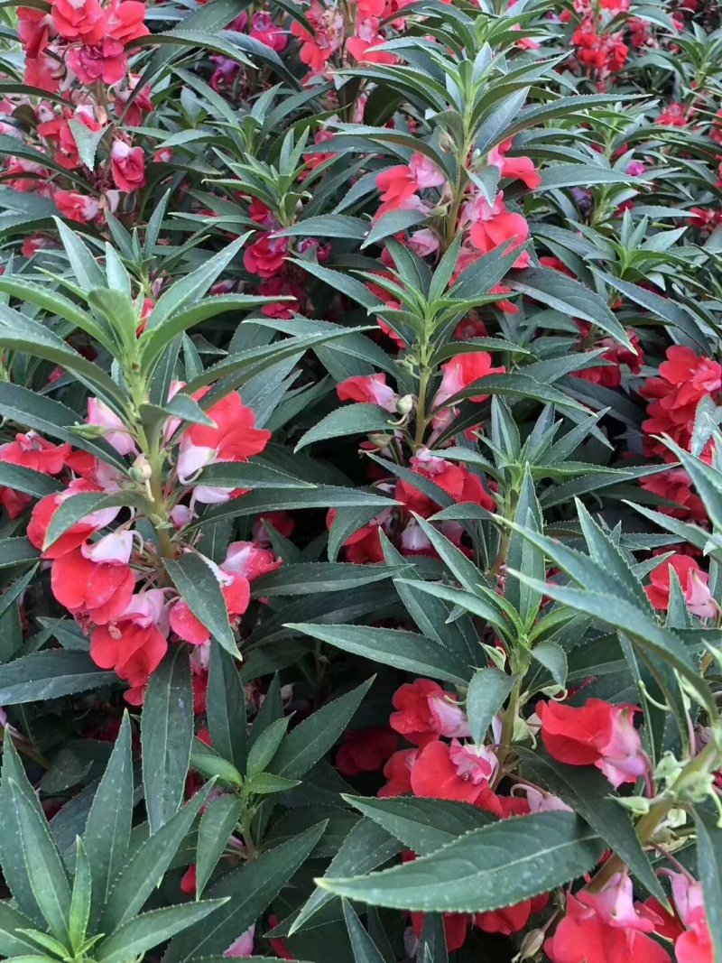 二月兰矮生重辫，紫松果菊等各种草花草籽均有绿化苗木色块