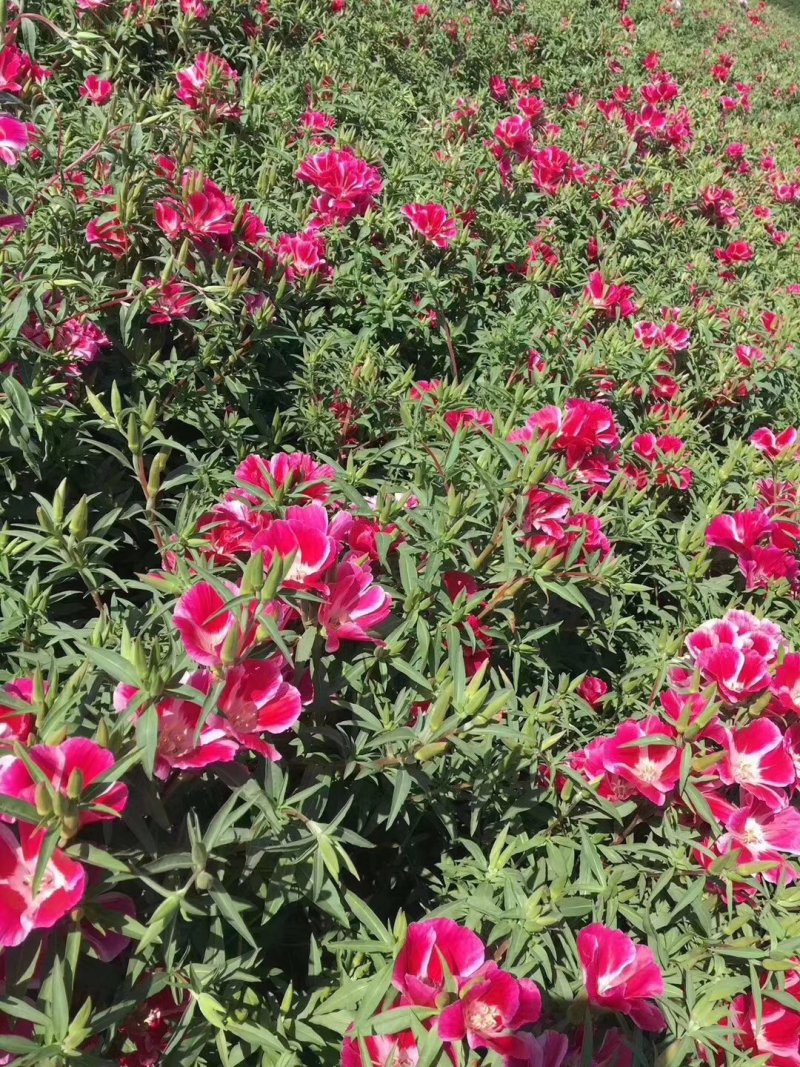 二月兰矮生重辫，紫松果菊等各种草花草籽均有绿化苗木色块
