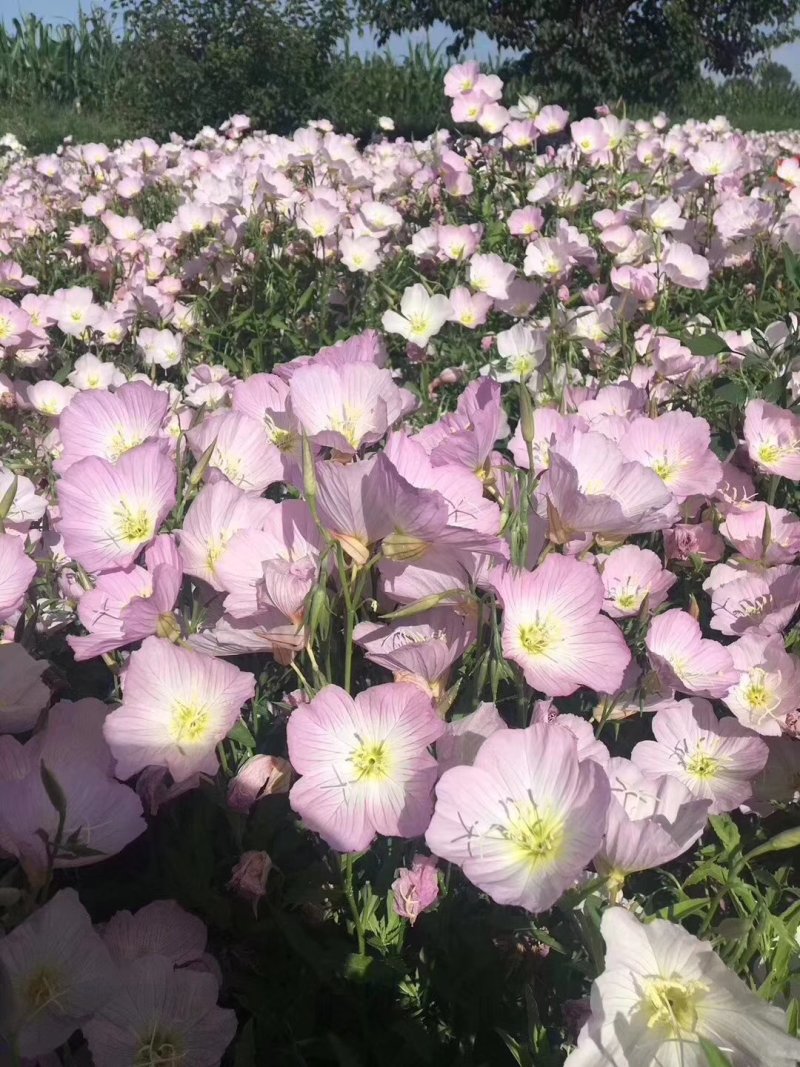 二月兰矮生重辫，紫松果菊等各种草花草籽均有绿化苗木色块