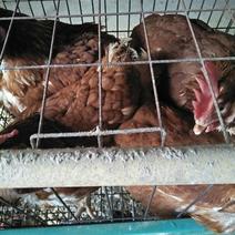大量批发江苏省盐城市东台市淘汰红毛老鸡。