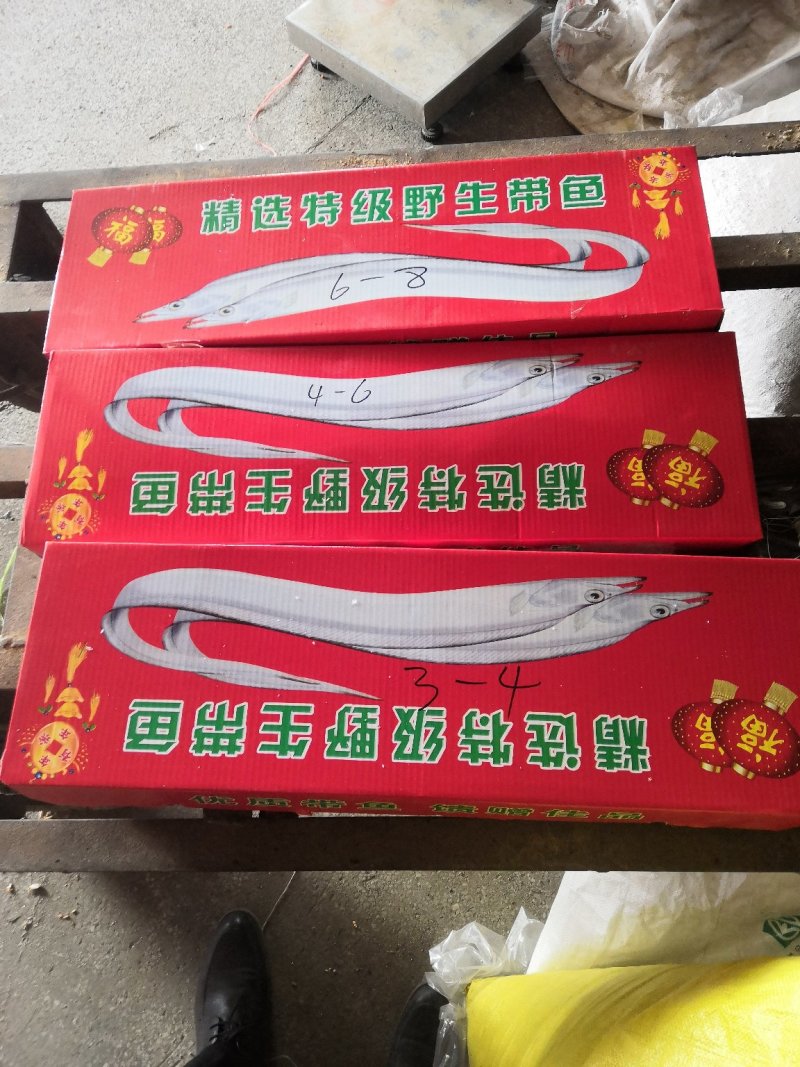 黄渤海刀鱼