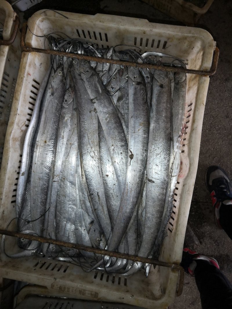 黄渤海刀鱼