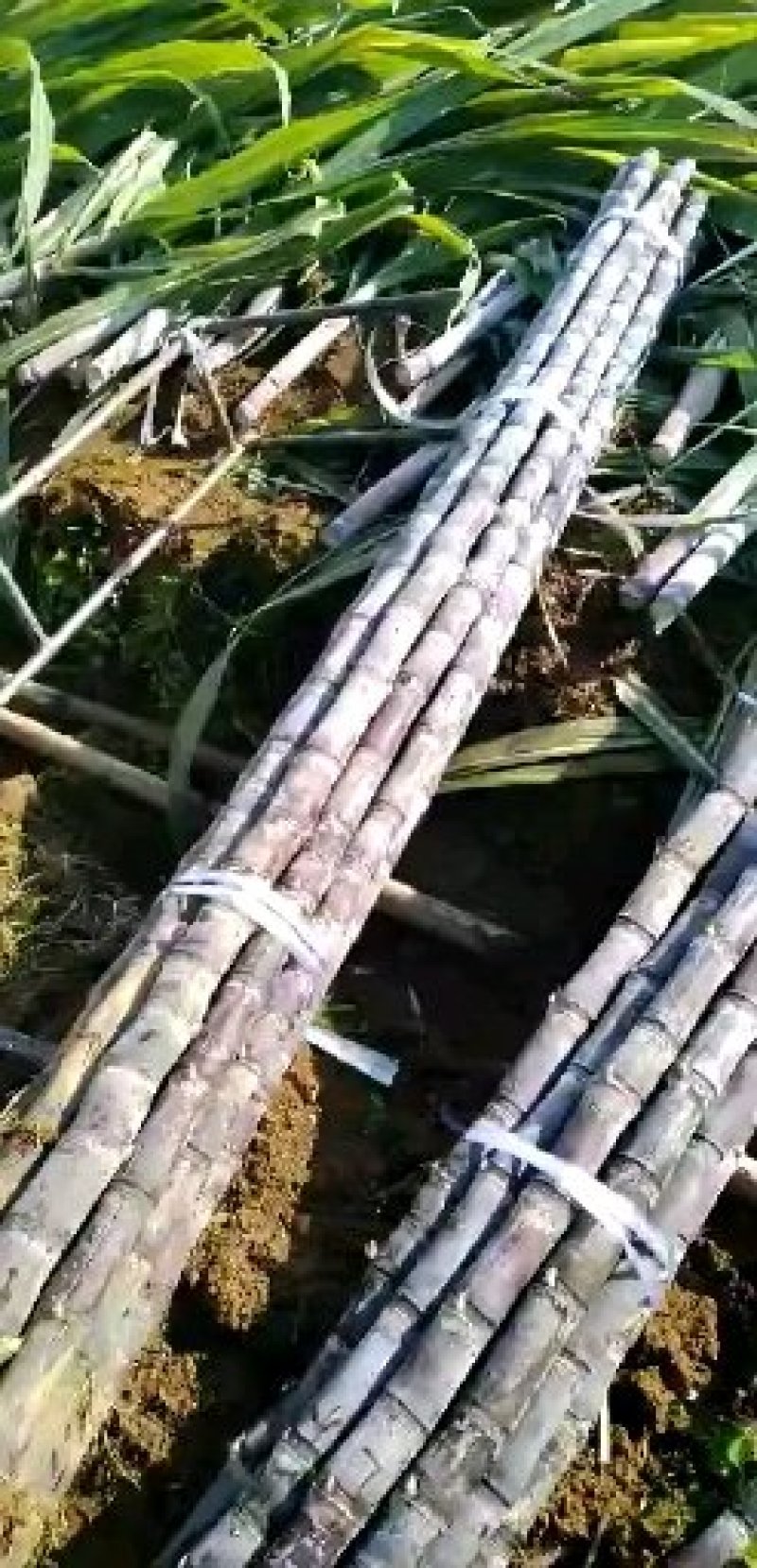 广西黑皮甘蔗对接全国电商，现砍现发脆，甜多汁全国发货